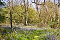 Bluebells in Launde Big Wood - geograph.org.uk - 168303