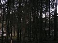Bosque del PN Macarao