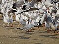 Brown-headed Gulls