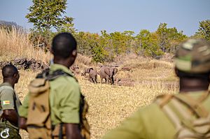 Bumi Hills Anti-Poaching Unit Protecting Elephants in Zimbabwe