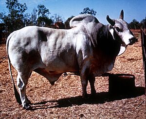 CSIRO ScienceImage 2643 A Brahman Bull