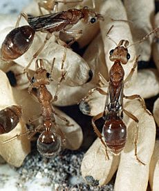 CSIRO ScienceImage 347 Dinosaur or Fossil Ants INothomyrmecia macropsI