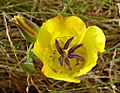 Calochortus clavatus