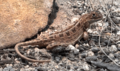 Canberra Grassland Earless Dragon
