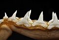 Carcharhinus galapagensis lower teeth