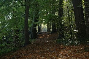 Carr's Wood, Twerton - geograph.org.uk - 1309239