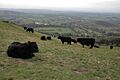 Cattle on the Malvern Hills - geograph.org.uk - 371551
