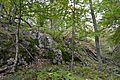 Cliff Kill Site