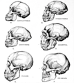 Comparative anatomy of fossil humans