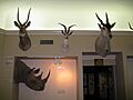 Connecticut Audubon Birdcraft Museum African animal heads