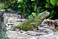 Curacao Iguana iguana 2021 2