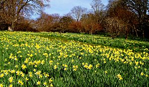 Daffodils at Bodnant Garden