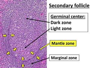 Dark, light, mantle and marginal zones of a secondary follicle