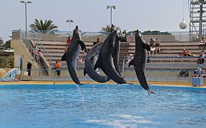 Dauphins antibes