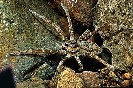 Dolomedes dondalei-Nursery Web Spider (NZAC06003158)