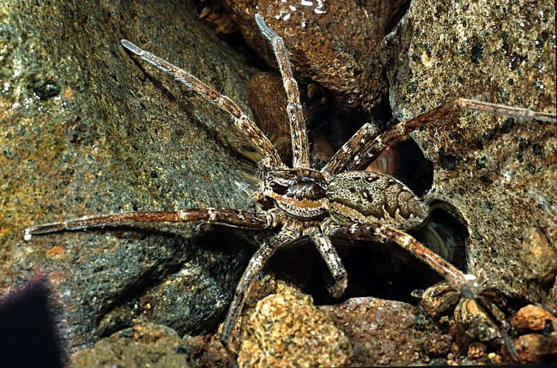 Dolomedes dondalei-Nursery Web Spider (NZAC06003158)