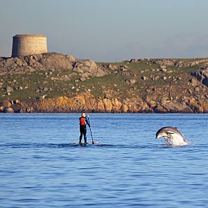 Dolphin at Dalkey Island