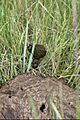 Dung Beetles on War Horse NWR (7345230728)
