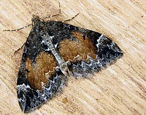 Dysstroma truncata01