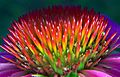 Echinacea 3