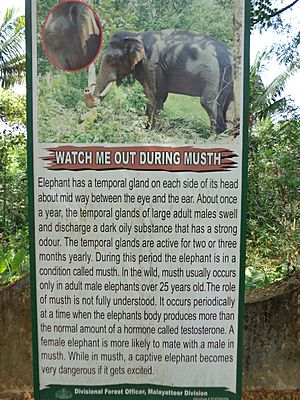 Elephant musth