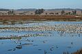 Elkhorn Slough marsh birds