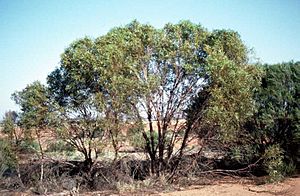 Eucalyptus brevipes habit.jpg