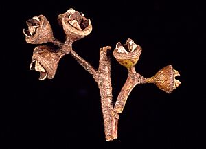 Eucalyptus dunnii fruit