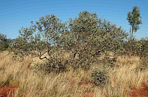 Eucalyptus pachyphylla tree.jpg