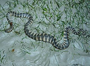 File snake (Acrochordus granulatus).jpg
