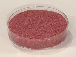 First cultured hamburger unfried
