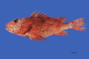 Fish4350 - Flickr - NOAA Photo Library.jpg