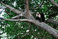 Flickr - ggallice - White fronted capuchin