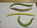 Four Different Varieties of Green Beans (Phaseolus vulgaris)