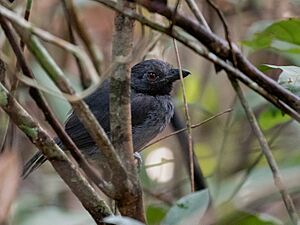Frederickena viridis - Black-throated Antshrike (male); Ramal do Pau Rosa, Manaus, Amazonas, Brazil.jpg