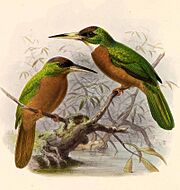 Galbula albirostris Keulemans