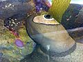 GiantKeyholeLImpet