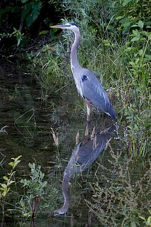 Great blue heron reflected in upper Los Gatos Creek 2009 Mercury Freedom