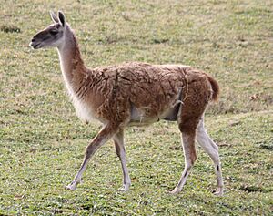 Guanaco2