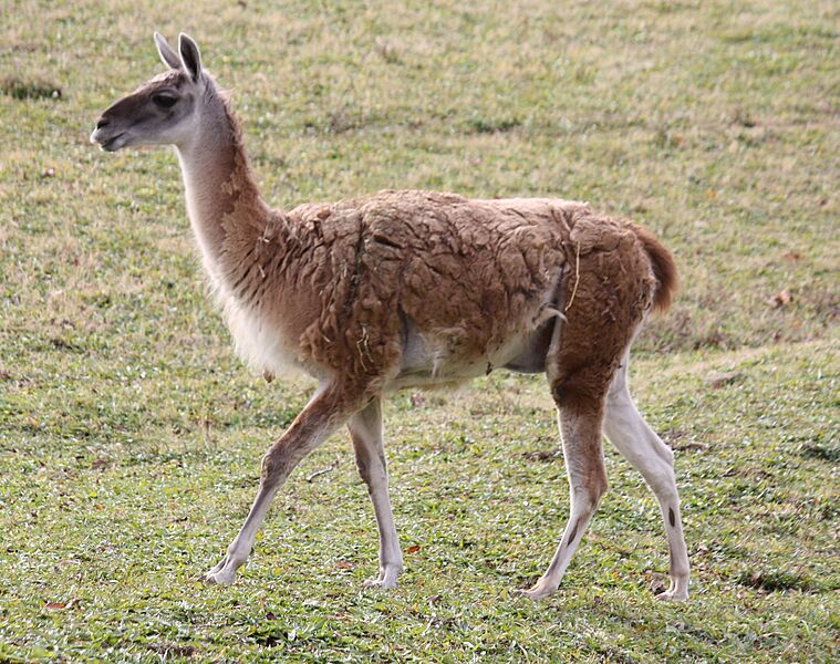 Guanaco2