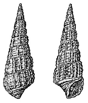 Harting 1852 - Bittium reticulatum1