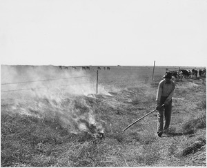 Haskell County, Kansas. Burning tumbleweeds in the roadside ditches is a regular Spring practice. - NARA - 522109