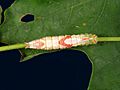 Heterocampa guttivitta larva1