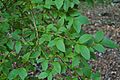 Highbush Blueberry Vaccinium corymbosum Branch 3008px