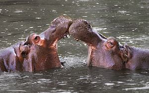 Hippopotamus amphibius Whipsnade Zoo