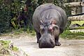 Hippopothamus amphibius DT -NZ Auckland Zoo- (2) (21887933245)