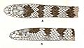 Hydrophis cyanocinctus lores