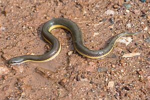 Hypiscopus plumbea, Rice paddy snake 2.jpg