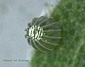 Hypolimnas missipus egg sec