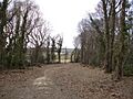 Jack O`Borehams Wood Nr Ninfield East Sussex - geograph.org.uk - 140534